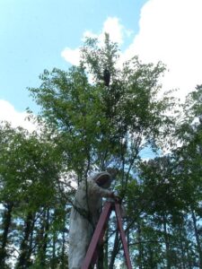 Spring Inspection at Bees a Charm Image